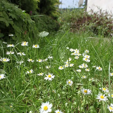 The Stone 贝利伊斯库尔